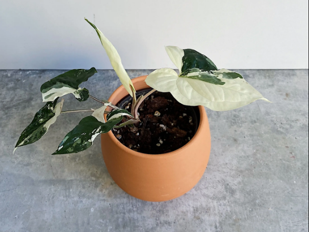 Plantophoria Plantophoria