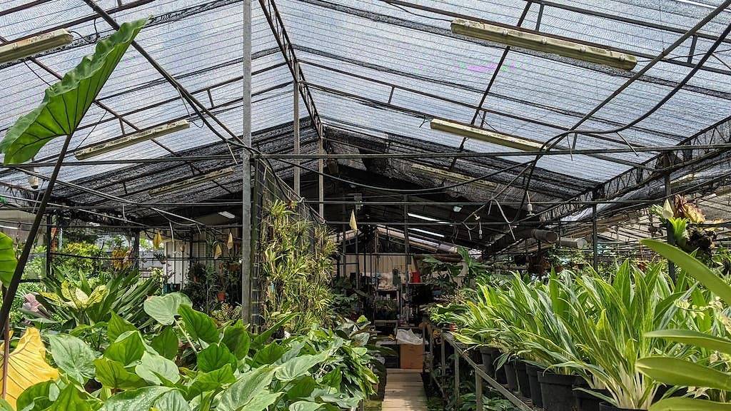 BLG Nursery Shopping in Punggol, Singapore