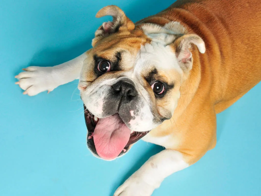 Bulldog on a blue background