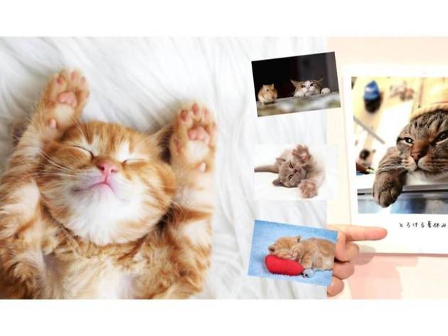 ねこがかわいいだけ展 in ナンジャタウン ねこじゃらしで遊ぶ写真展 ねこがかわいいだけ展 in ナンジャタウン ねこじゃらしで遊ぶ写真展