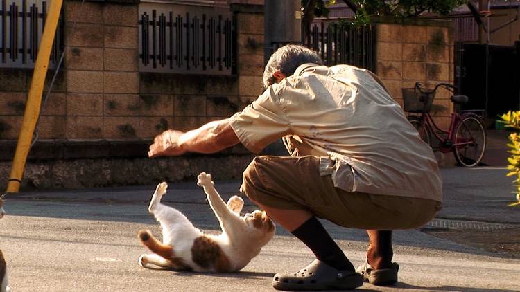 Man playing with a cat