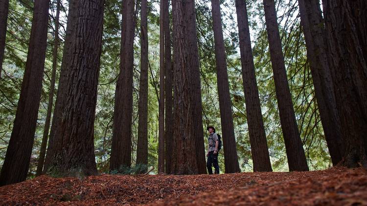 Redwood forest in Victoria