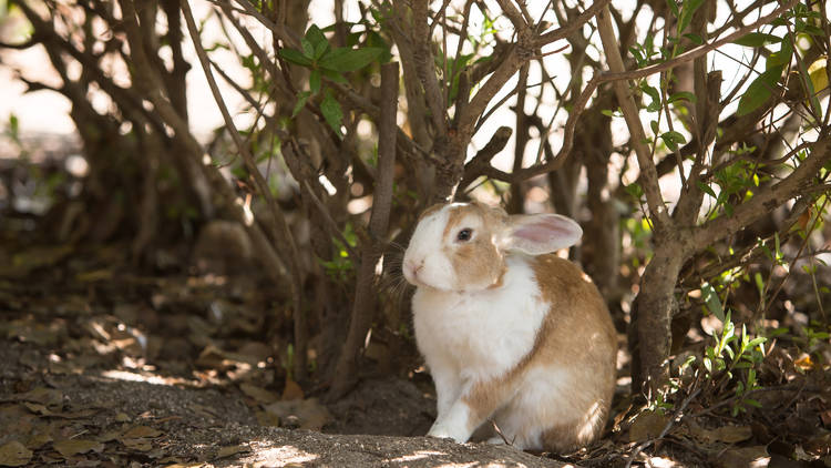 島ウサギに会いに行く。