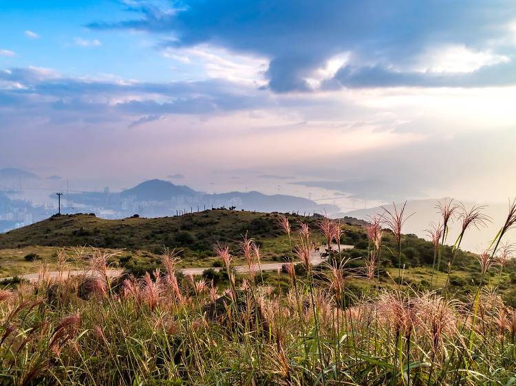 大帽山芒草2024