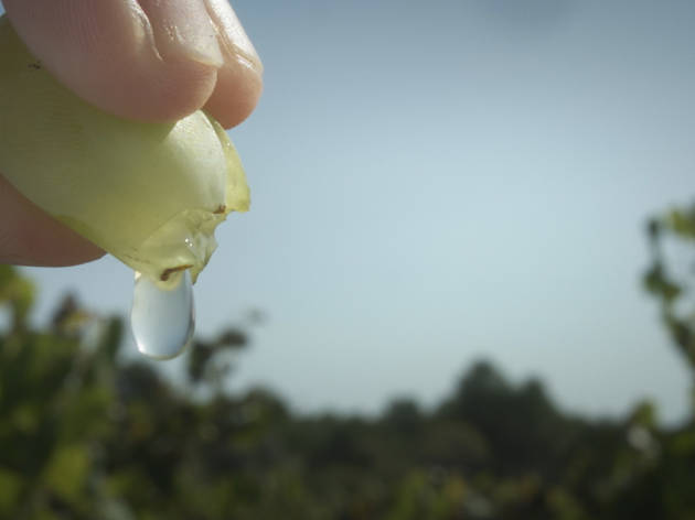 DO Penedès, vins, Nadal 2020