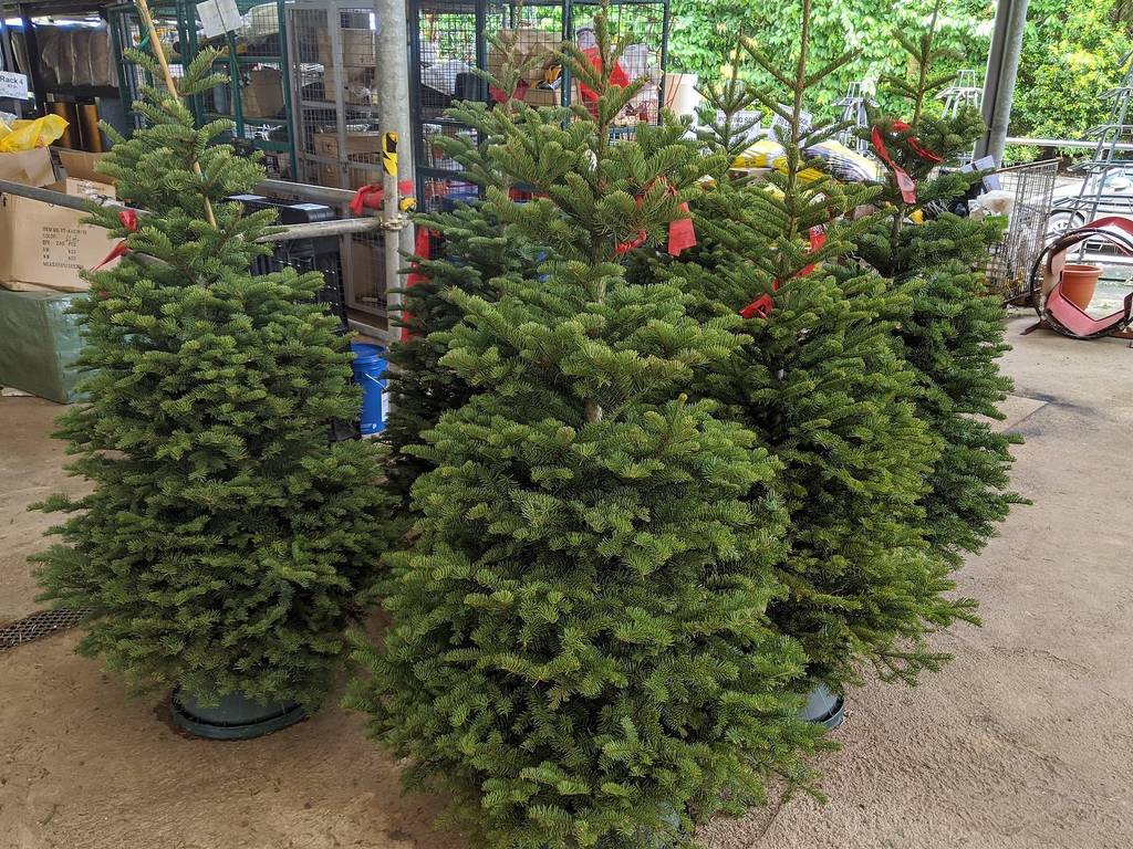 14 Best Shops For Christmas Trees And Decorations In Singapore