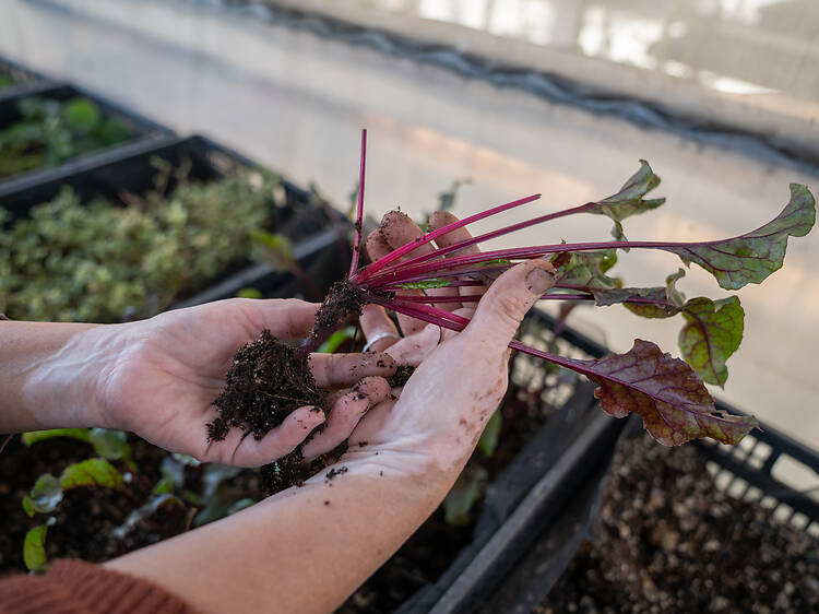 Disco Sopa en Huerta Culhua