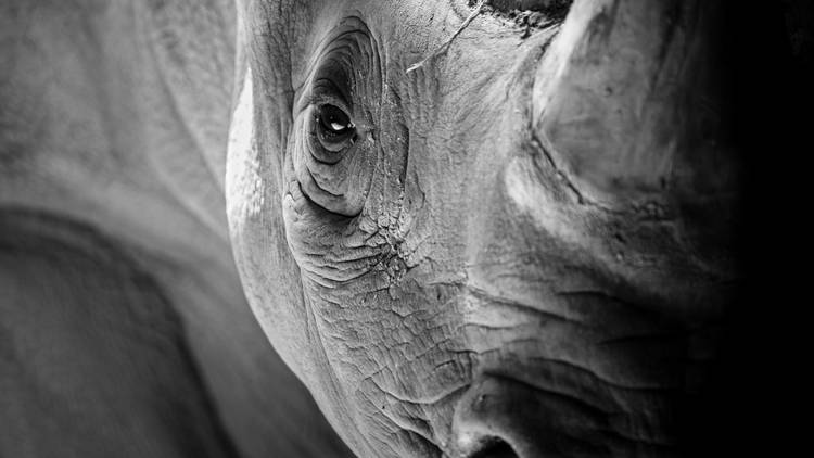 A black and white close up of a rhino