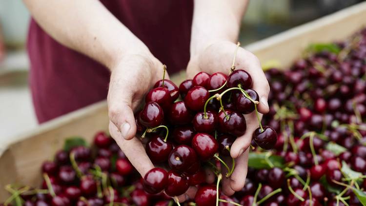 Hands holding cherries