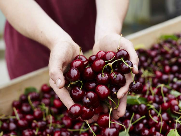 Victorian Cherry Trail