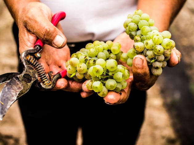 Uvas blancas, Pozo de luna Uvas blancas, Pozo de luna