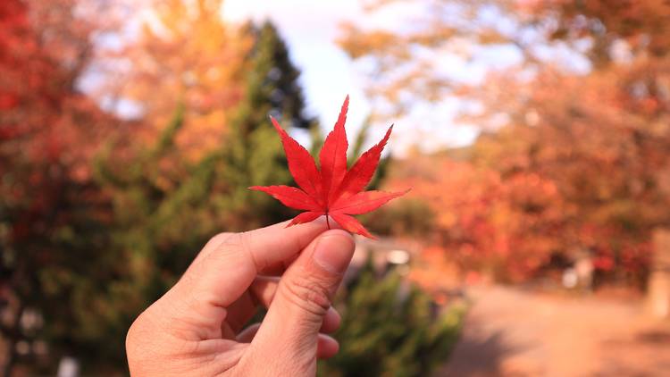 autumn leaves, Nikko