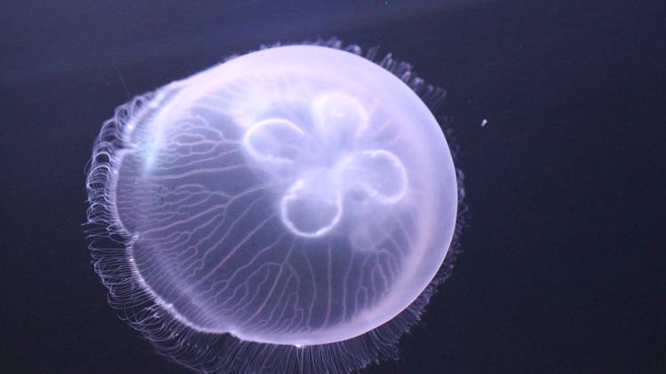 アクアワールド茨城県大洗水族館