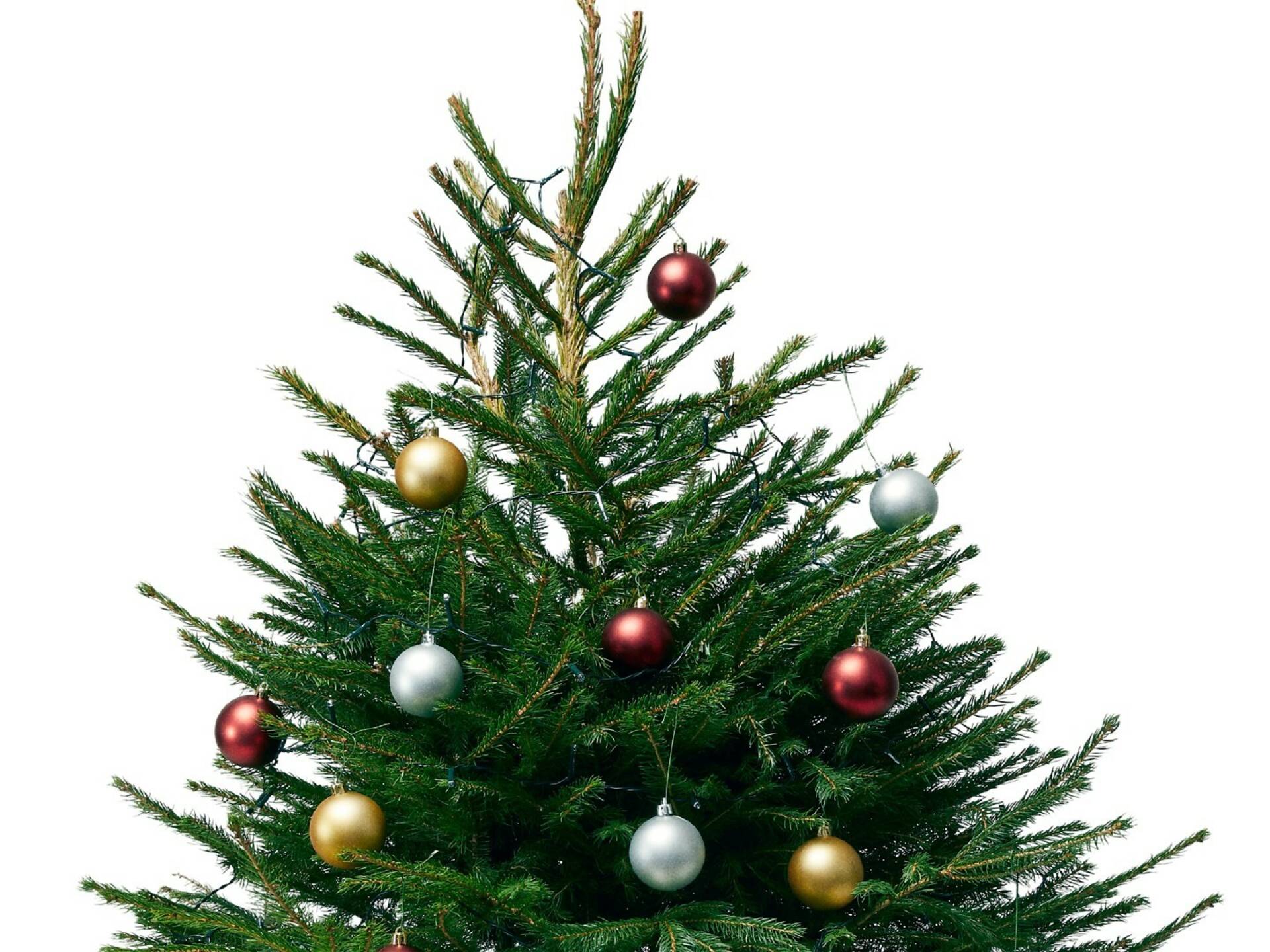 Where to buy Christmas trees in London collection and delivery