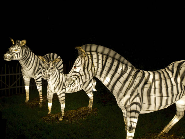 Zoo Lights Zoo Lights 2019