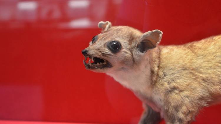 Taxidermied animal