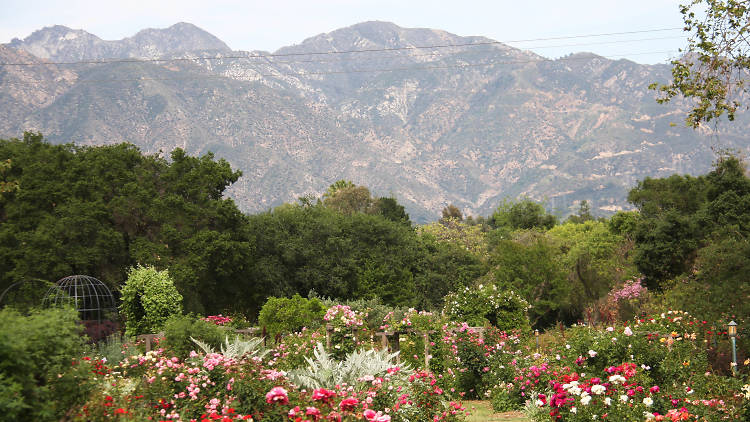 Earth Day Native Blooms Display - Descanso Gardens