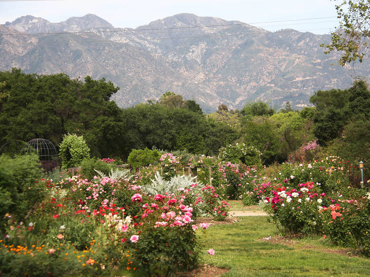 A flowery day at Descanso Gardens