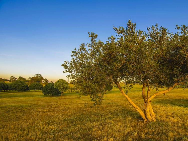 Kenneth Hahn State Recreation Area