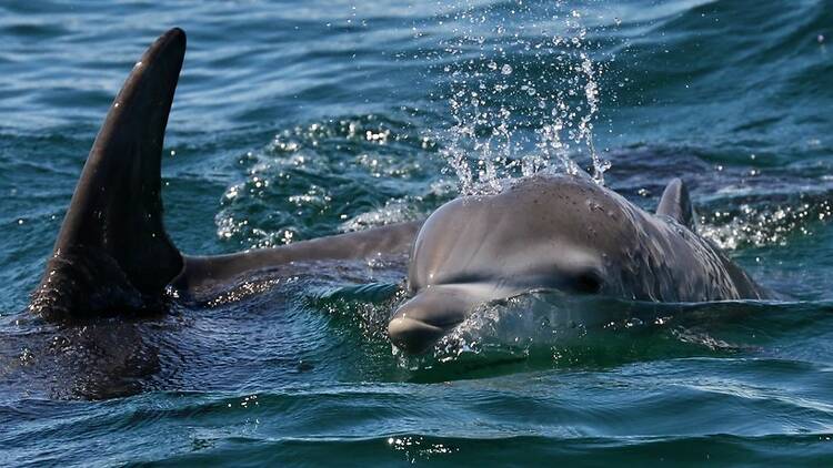 Spot dolphins on an eco-tour