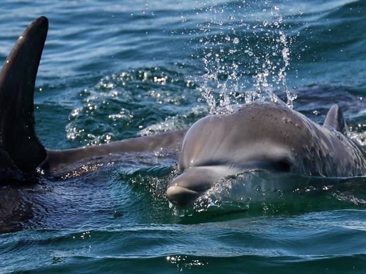 Spot dolphins on an eco-tour