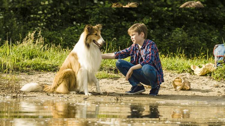 Hero dog Lassie with her owner, a young boy