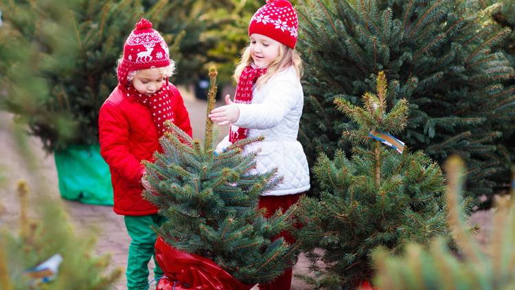 Christmas tree farms