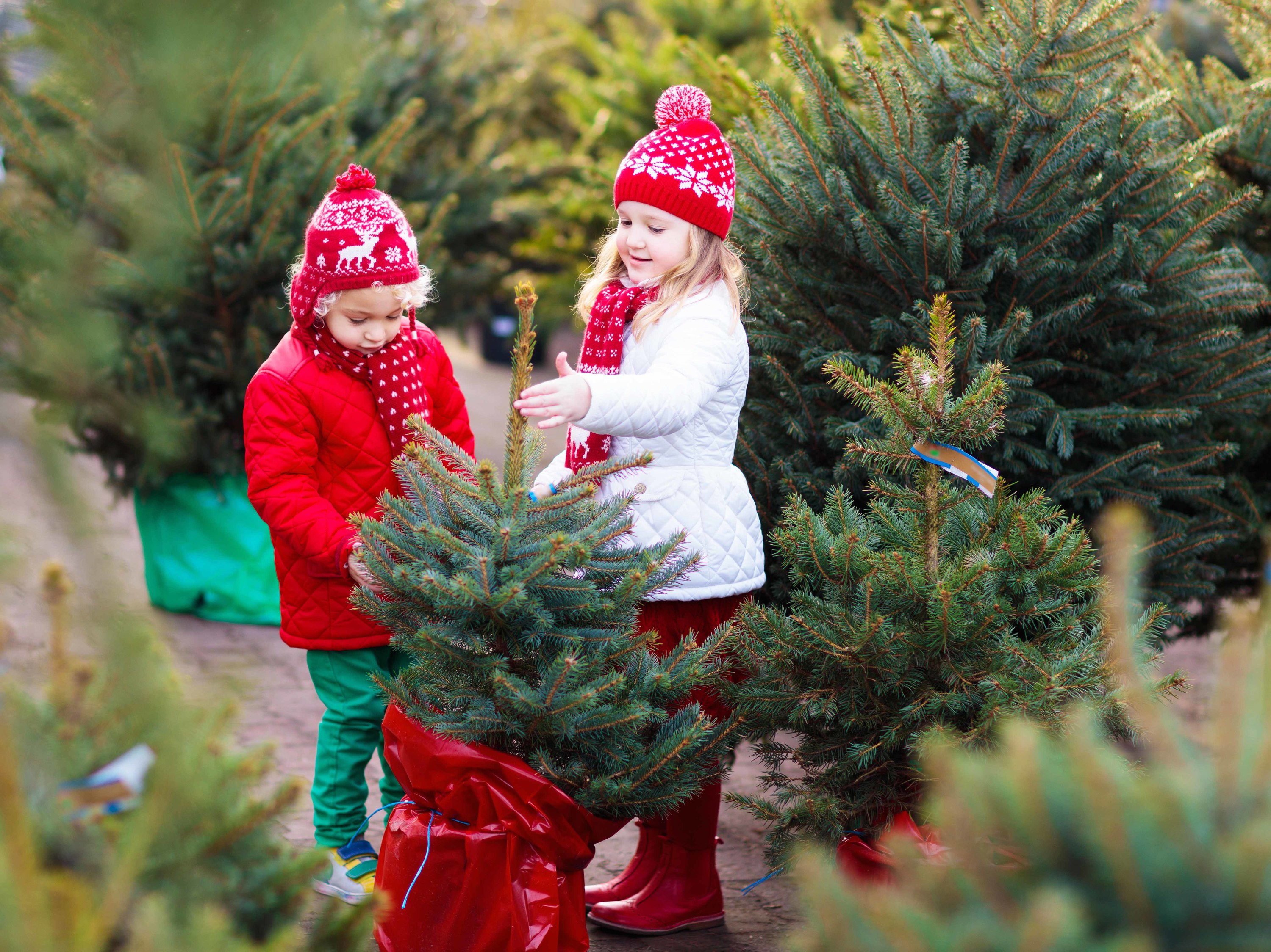 christmas tree farm images