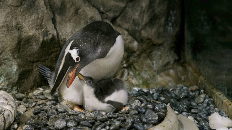 Penguin parent nests with chick.