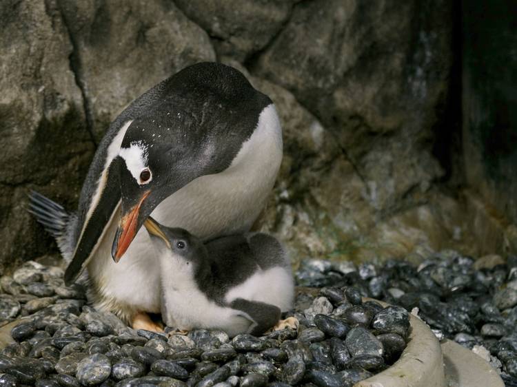 Penguin parent nests with chick.