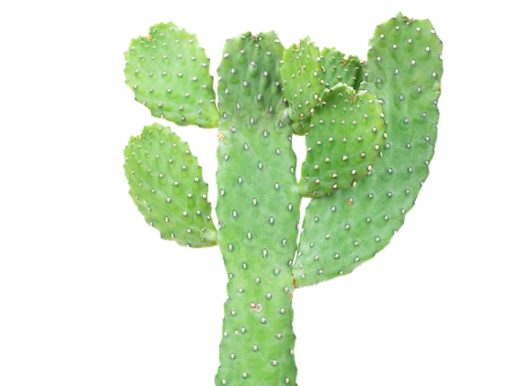 Opuntia Consolea by Prick