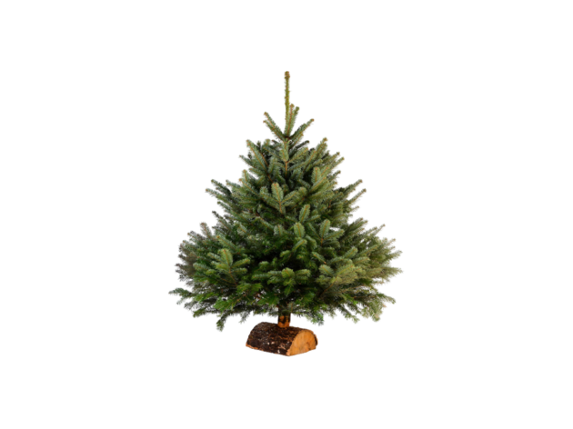Árvore de Natal Natural Árvore de Natal Natural