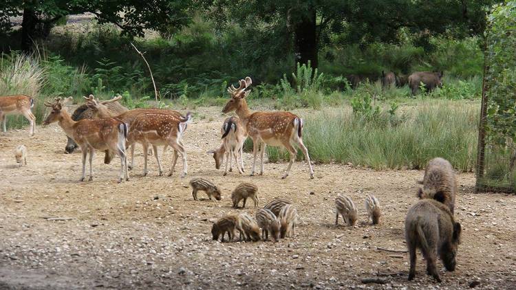 Tapada Nacional de Mafra