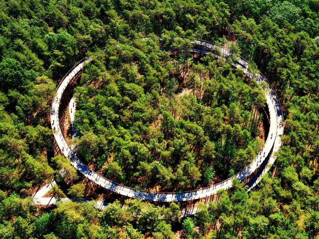 Cycle through the treetops on this spectacular new bike path