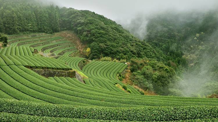 Nagasaki Ikedoki Online Virtual Tea Tour