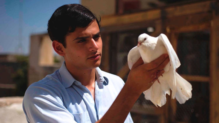 The Dove Flyer, Israeli Film Festival 2020 The Dove Flyer, Israeli Film Festival 2020
