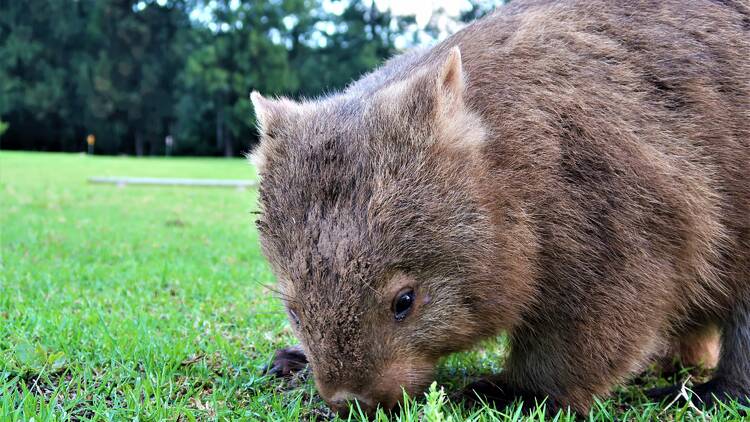 Go on a wombat-spotting walking tour