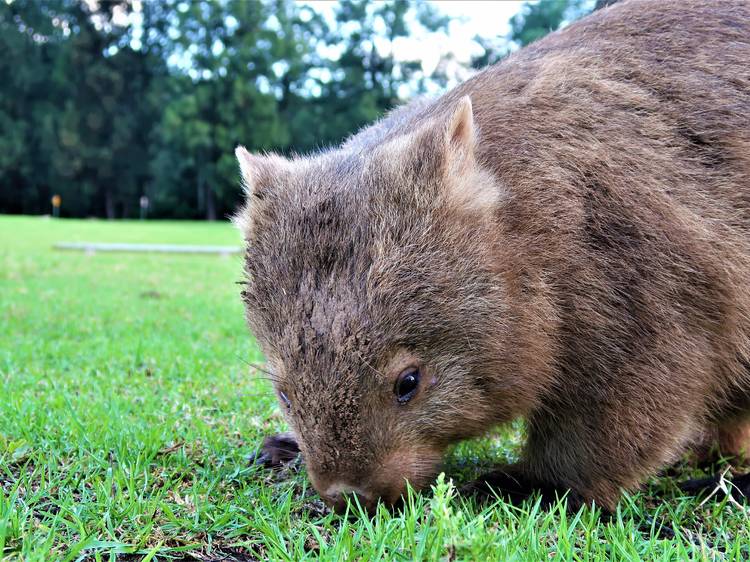 Go on a wombat-spotting walking tour