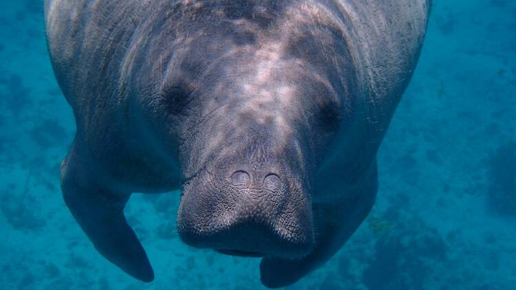 Watch for manatees at Manatee Bend Park