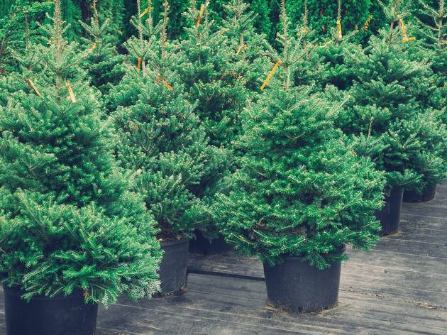 Árboles de Navidad en maceta Árboles de Navidad en maceta