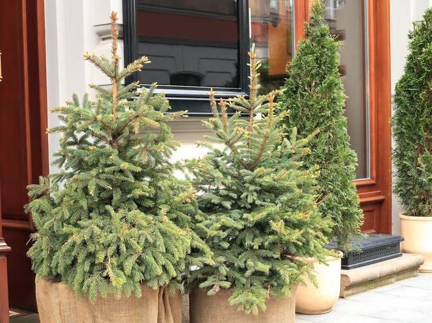 Árboles de Navidad en maceta Árboles de Navidad en maceta