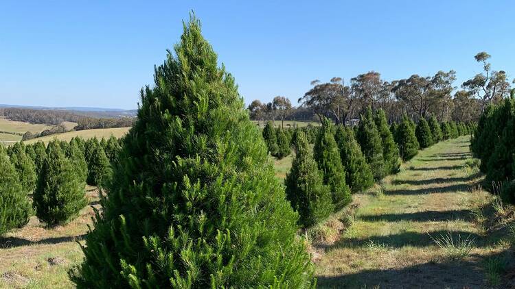 Willy's Christmas Tree Farm