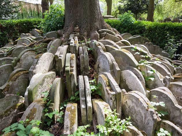 The hardy tree