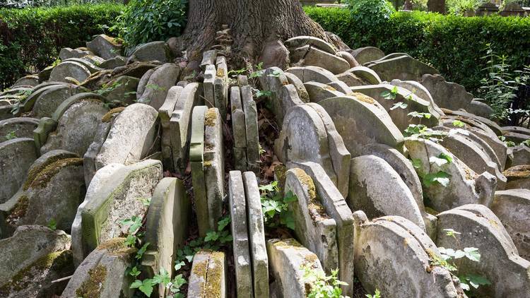 The Hardy Tree 