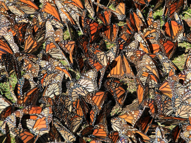 Mariposas Monarca en México Mariposas monarca sobre corteza de un árbol