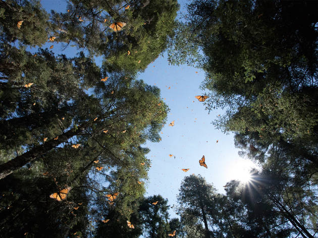 Santuario de Mariposas Monarca Bosque con mariposas monarca volando