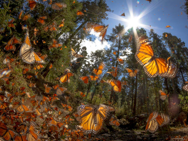 Santuario de Mariposas Monarca Mariposas monarca en el bosque de México