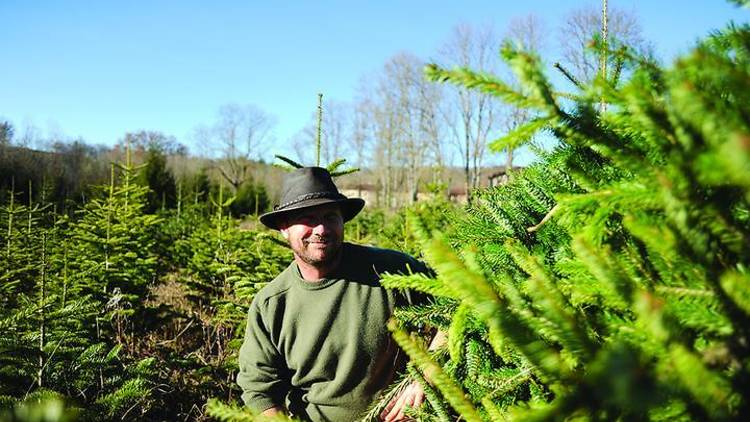 Chez Rose : sapins beaux & bio d'Ariège !