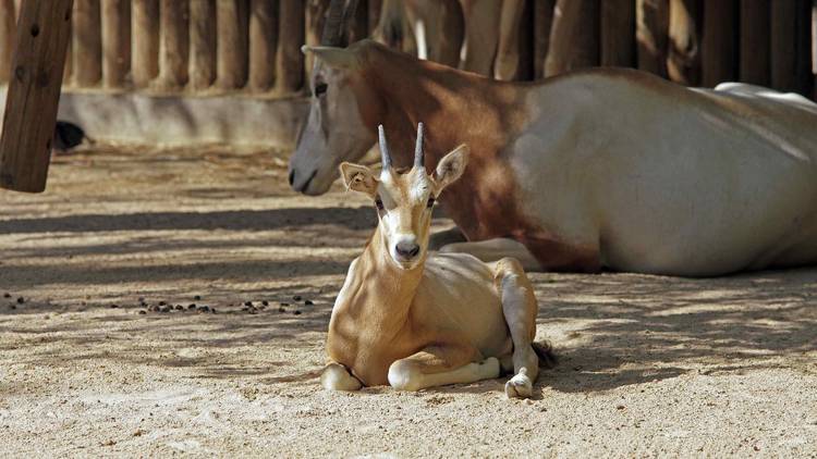 Jardim Zoológico de Lisboa