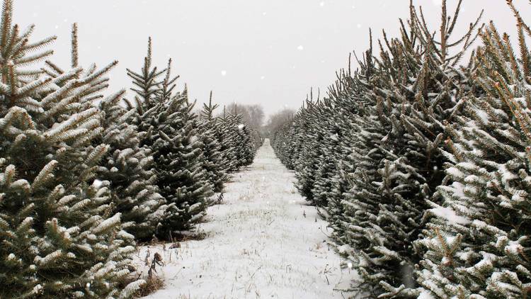 Moehling Christmas Tree Farm